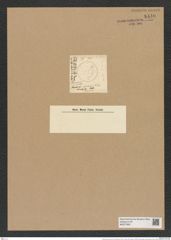 Actinocyclus fulvus (W. Sm.) Ralfs (de-Toni-Nr.: Genus 195, Species 4793/54) Zeichnungen Sammlung Grunow Nr. 8440 (NHMW-BOT-W0377892)